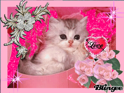 MS KITTY MS KITTY