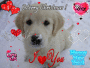 Puppy love