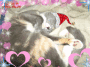 sassy sleeping