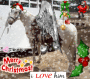 X-mas horse