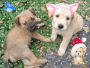 PUPPIES DAT R BEGGIN 4 MONEY! PUPPIES DAT R BEGGIN 4 MONEY!