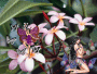 MIS HADAS Y MARIPOSAS