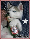 Husky Drinking Beer