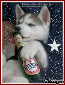 Husky Drinking Beer
