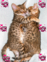 aww..kitty love