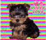 Puppy Love!!! Puppy Love!!!