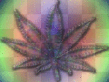 MaRiJuAnA