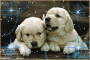 SLEEPY PUPPIES! SLEEPY PUPPIES!