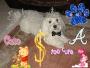 MY DOG MY DOG