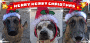 3 dog holidays!