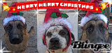 3 dog holidays!