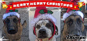 3 dog holidays!