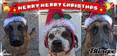 3 dog holidays!