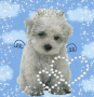 I LUV FLYING PUPS! LOL I LUV FLYING PUPS! LOL