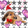 ★☆A puppy with Santa's HAT☆★ ★☆A puppy with Santa's HAT☆★