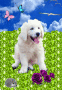 chien