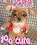 this is the cutest puppy !!! this is the cutest puppy !!!