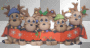 Image Add-On
