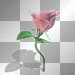 Flor