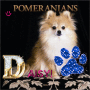 POMERANIANS!