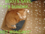 MY CATS