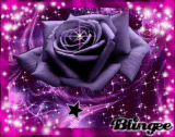 pink and purple star swirl roses