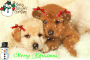 Cute dogs