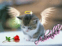 Angel Kitty