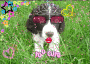 Cute Puppy