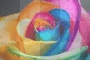 rainbow rose