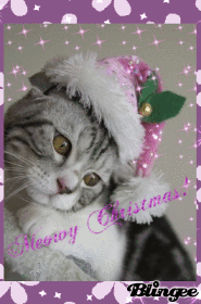MEOWY CHRISTMAS!