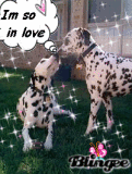 Harlow and Chance
