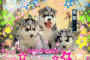 MY HUSKIES