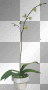 vase flowers vase flowers