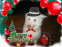 The Christmas  Dog