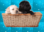 Puppies!