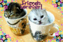two kitties two kitties