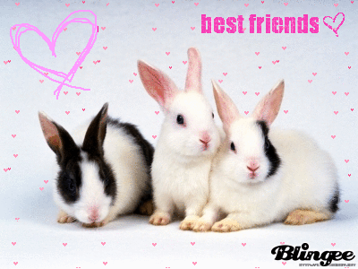 Rabbit Friends Rabbit Friends