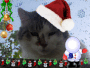 Kevin e il Natale!!!