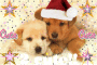 ♥Puppies♥