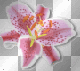 Blume