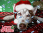 Kristal Christmas