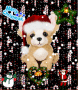 Frisky a lil kinz chihuahua (My Christmas Themed Webkinz)