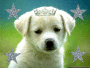 Sweety Pie