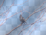 bird