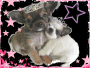 PUPPY PRINCESSES!! PUPPY PRINCESSES!!