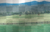 horses in the meadows