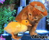 a cat and a duck