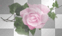 pink rose