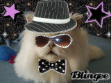 Cool cat Ready to Pawty!